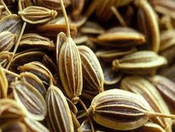 خرید و لیست قیمت عرق زنیان با بهترین کیفیت