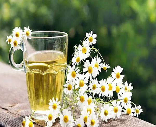 خرید و قیمت روز عرق بابونه