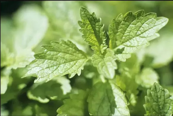 راهنمای خرید عرق بادرنجبویه + قیمت عالی