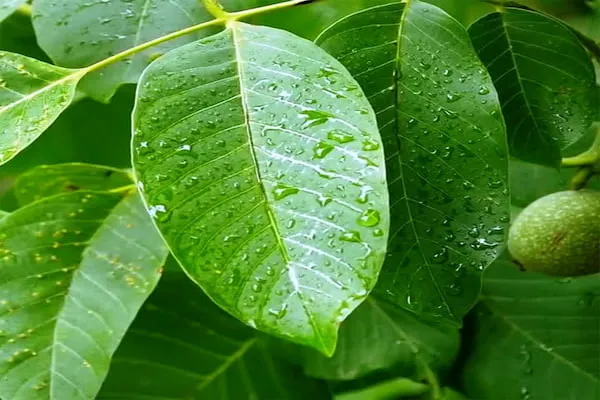 قیمت خرید عرق برگ گردو + مشخصات، عمده ارزان