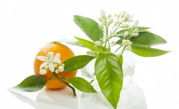 قیمت عرق بهارنارنج + مشخصات بسته بندی عمده و ارزان