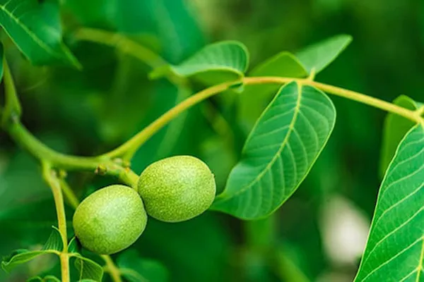 قیمت خرید عرق برگ گردو + مشخصات، عمده ارزان